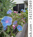 Blue morning glories blooming along the roadside 141572849