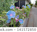 Blue morning glories blooming along the roadside 141572850