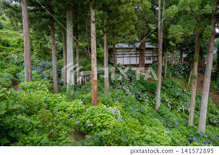 Hydrangeas at Korinji Temple 141572895