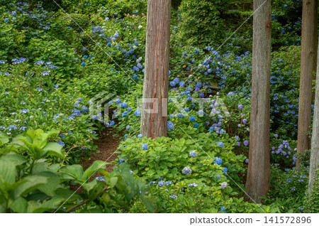 Hydrangeas at Korinji Temple 141572896