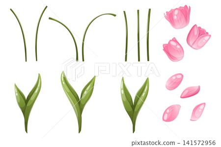 Vector illustration of the parts of a tulip flower Vector illustration of the parts of a tulip flower 141572956