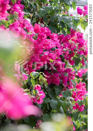 Listel Inawashiro Listel Inawashiro 141573083