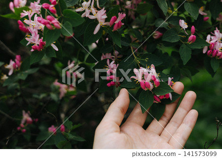 Hand touching blooming pink honeysuckle flowers in lush green garden during spring season. Delicate floral branches and soft natural light. 141573099