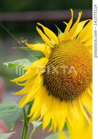 Listel Inawashiro Listel Inawashiro 141573114