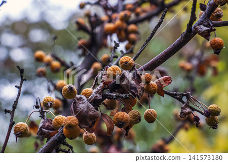 Weathered Crabapples Along a Curving Autumn Branch Weathered Crabapples Along a Curving Autumn Branch 141573180