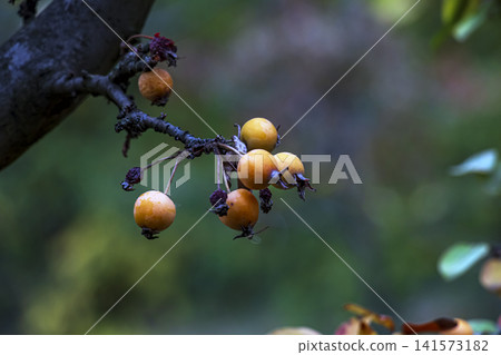 Small Yellow Crabapple Cluster Hanging from Bare Twig Small Yellow Crabapple Cluster Hanging from Bare Twig 141573182