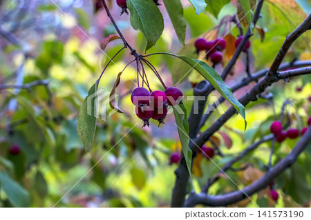 Red Crabapples Framed by Green Autumn Leaves Red Crabapples Framed by Green Autumn Leaves 141573190