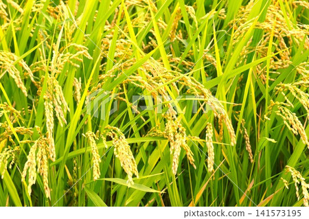 Rice stalks nearing harvest: New rice, the bountiful autumn harvest, farmers Rice stalks nearing harvest: New rice, the bountiful autumn harvest, farmers 141573195