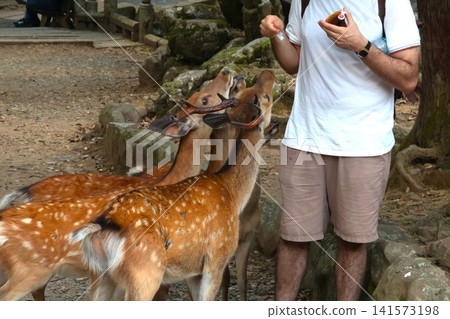 奈良公園裡的鹿會向男遊客討要鹿餅。 奈良公園裡的鹿會向男遊客討要鹿餅。 141573198