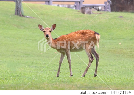 奈良公園裡的可愛小鹿(全身照) - 奈良觀光之旅 奈良公園裡的可愛小鹿(全身照) - 奈良觀光之旅 141573199