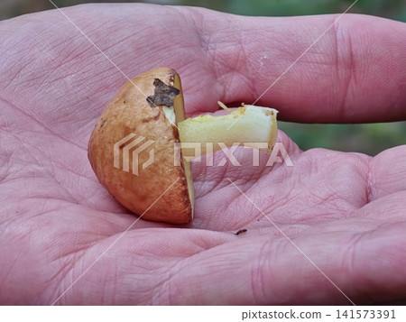 Small Slippery Jack Mushroom Held in Human Hand 141573391