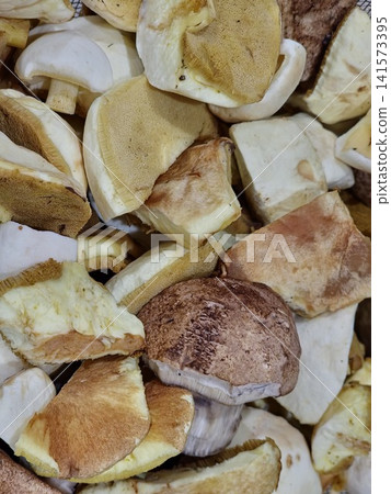 Close View of Mixed Wild Bolete Mushrooms in Colander Close View of Mixed Wild Bolete Mushrooms in Colander 141573395