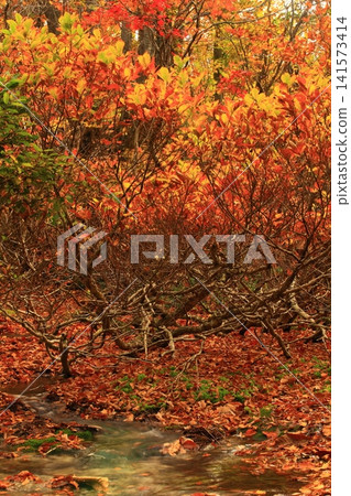Autumn foliage at Shishigahana Marshland Autumn foliage at Shishigahana Marshland 141573414