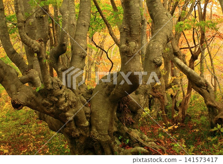 Autumn foliage at Shishigahana Marshland Autumn foliage at Shishigahana Marshland 141573417