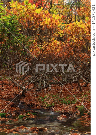 Autumn foliage at Shishigahana Marshland Autumn foliage at Shishigahana Marshland 141573421