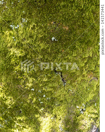 Moss covered tree trunk Moss covered tree trunk 141573441