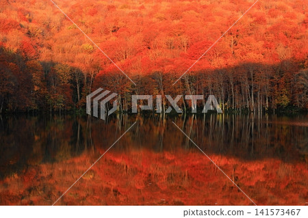 Tsutanuma Pond reflecting the autumn leaves Tsutanuma Pond reflecting the autumn leaves 141573467