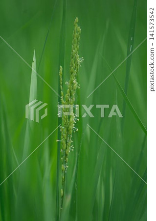 Rice flowers bloom Rice flowers bloom 141573542