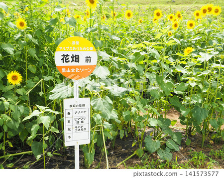 A flower field guide sign in a sunflower field in Azumino, Nagano Prefecture, summer. 141573577