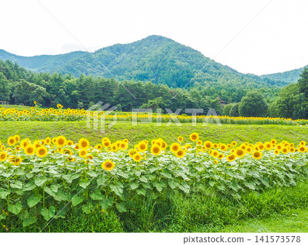 A vast field of sunflowers and mountain ranges stretching as far as the eye can see: Summer in Azumino, Nagano Prefecture. 141573578