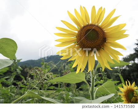 夏日,長野縣安曇野市,一朵向日葵在陰雲密佈的天空下綻放。 夏日,長野縣安曇野市,一朵向日葵在陰雲密佈的天空下綻放。 141573580