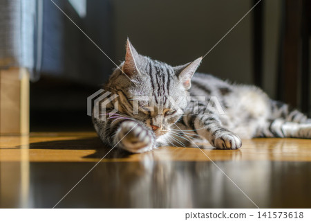 A cute American Shorthair cat lying on the floor and grooming itself. A cute American Shorthair cat lying on the floor and grooming itself. 141573618