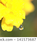 水滴中倒映的自然世界：微距攝影 141573687