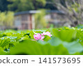 Ueno Park Shinobazu Pond Hass 141573695