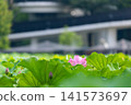 Ueno Park Shinobazu Pond Hass 141573697