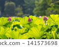 Ueno Park Shinobazu Pond Hass 141573698
