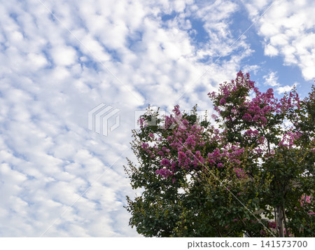 紫薇花和天空 紫薇花和天空 141573700