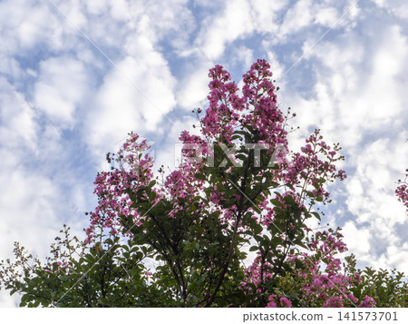 紫薇花和天空 紫薇花和天空 141573701