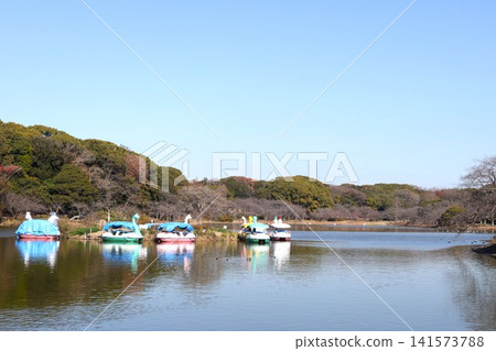 Swan boats floating in the park pond at Akashi Park in autumn. Swan boats floating in the park pond at Akashi Park in autumn. 141573788