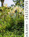 Lilies in Inariyama Park 141573795