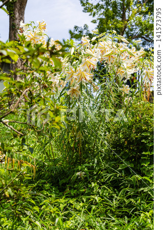 Lilies in Inariyama Park 141573795