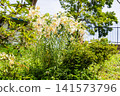 Lilies in Inariyama Park 141573796