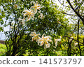Lilies in Inariyama Park 141573797