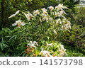 Lilies in Inariyama Park 141573798