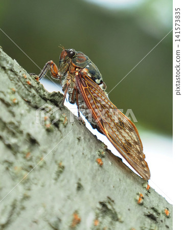 Summer image (Cicada/Brown cicada) Summer image (Cicada/Brown cicada) 141573835