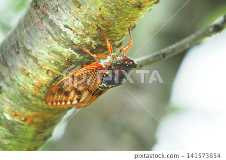 Summer image (Cicada/Brown cicada) Summer image (Cicada/Brown cicada) 141573854
