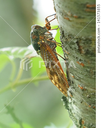 Summer image (Cicada/Brown cicada) Summer image (Cicada/Brown cicada) 141573855