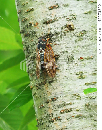 Summer image (Cicada/Brown cicada) Summer image (Cicada/Brown cicada) 141573860