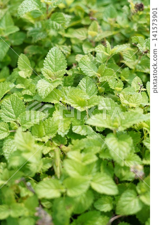 Lemon balm 141573901