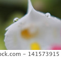 微距照片：排列在白色花瓣上的水滴 141573915