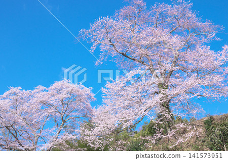 Cherry blossoms at Koganji Temple stand out against the blue sky - a natural landscape Cherry blossoms at Koganji Temple stand out against the blue sky - a natural landscape 141573951