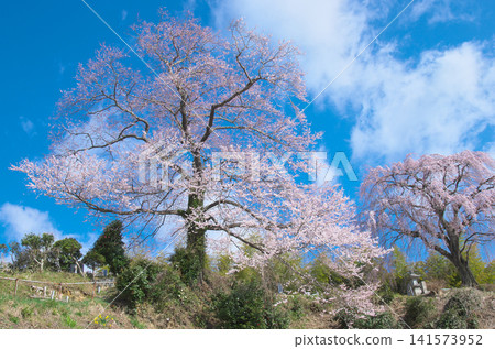 Cherry blossoms at Koganji Temple stand out against the blue sky - a natural landscape Cherry blossoms at Koganji Temple stand out against the blue sky - a natural landscape 141573952