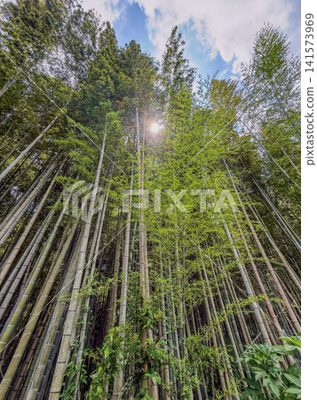 A bamboo grove bathed in dappled sunlight, and the sky above. A bamboo grove bathed in dappled sunlight, and the sky above. 141573969