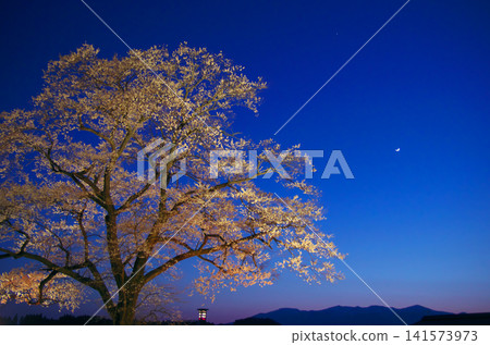 A single cherry tree - The lantern-lit cherry tree at dusk A single cherry tree - The lantern-lit cherry tree at dusk 141573973