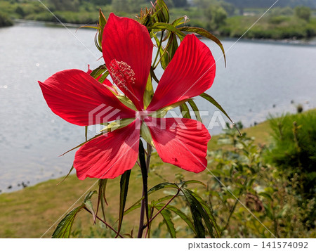 Crimson maple-leaved hibiscus flowers adorn the lakeside, creating a summery landscape. Crimson maple-leaved hibiscus flowers adorn the lakeside, creating a summery landscape. 141574092