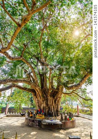 Sacred Bodhi tree shrine in Chilaw, Sri Lanka 141574105